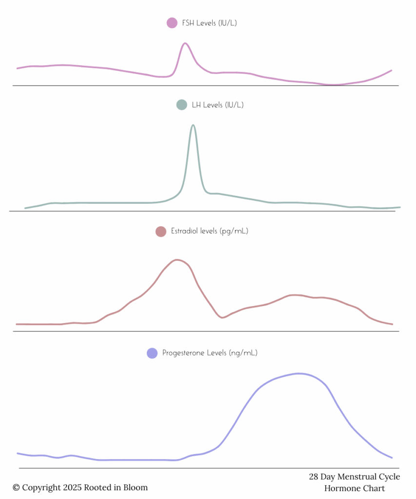 Hormone levels - Estrogen, Progesterone, FSH, & LH, throughout an average 28 day menstrual cycle
