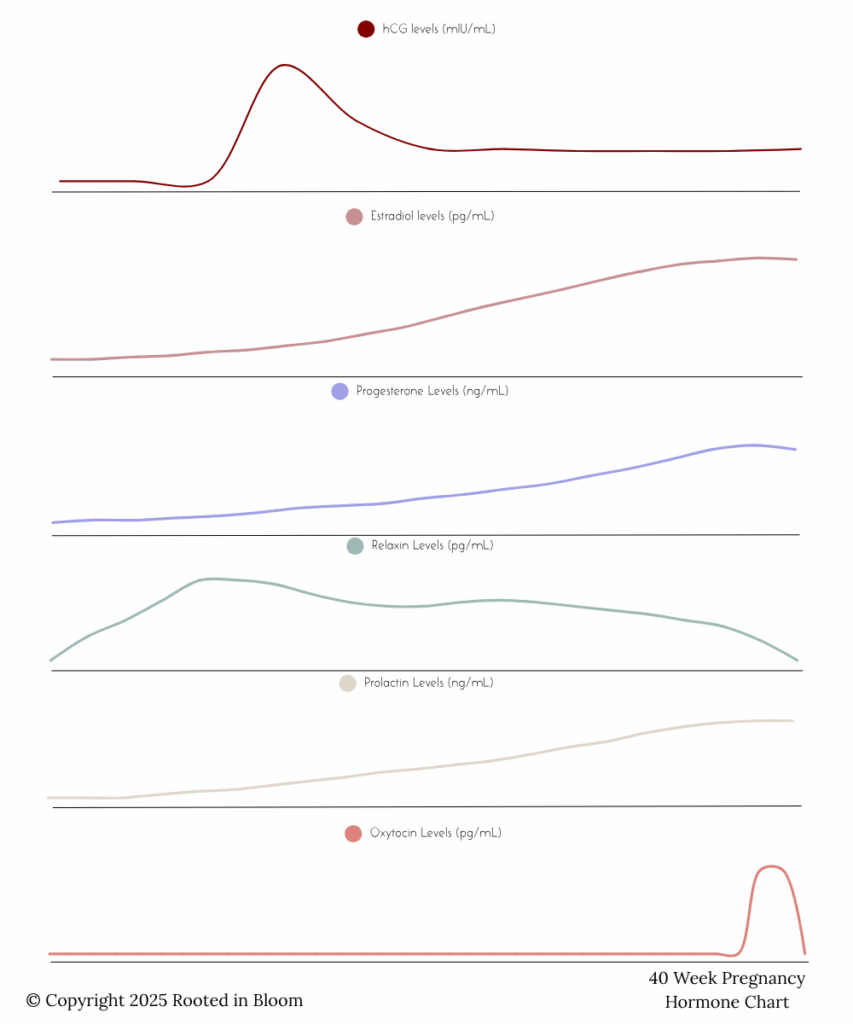 Pregnancy Hormones - Estrogen, Progesterone, hCG, Prolactin, Relaxin, Oxytocin, throughout a typical 40 week pregnancy